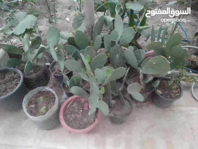 تين شوكي ب1000 الوحده