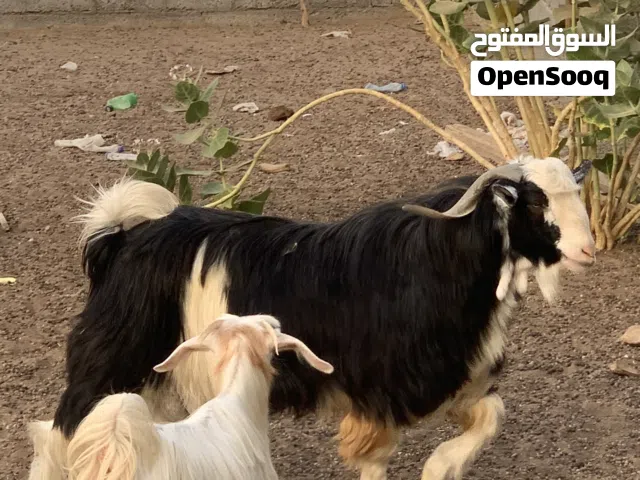 اغنام للبيع