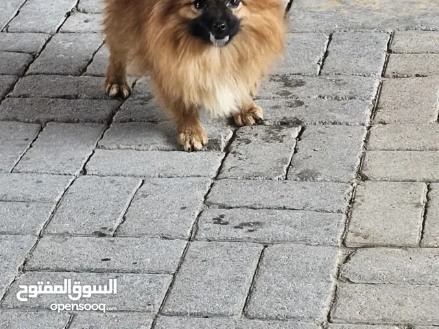 For sale: A beautiful, playful Russian Apmeric puppy, 1 year and 2 months old. Good with children. F