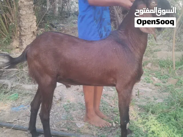 للبيع تيس بكستاني ماشاءالله حجم ضخم تصوير ضالمنه ح فحل او ذبح موقع صحار عمره سنتين