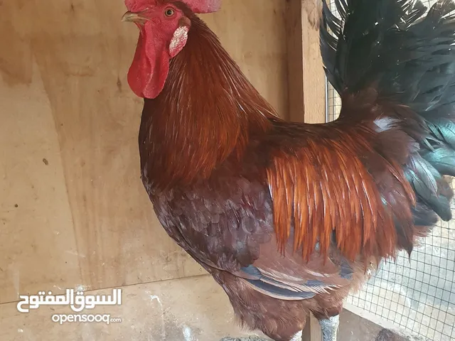 Tiger Chicken+دجاج النمر