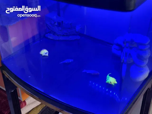 مقتنيات ترفيه