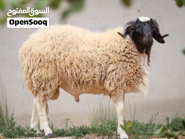 ربي يبارك  خروف ضحية ولا بتربي علو و مسلان ربي يبارك خروف مش مبدل خروف مكلوف صح مكاني تاجوراء اربع ش