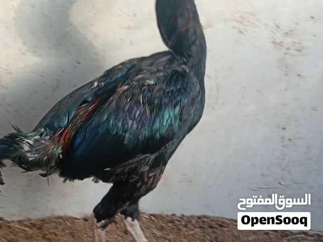 دجاج باكستاني ميوالي