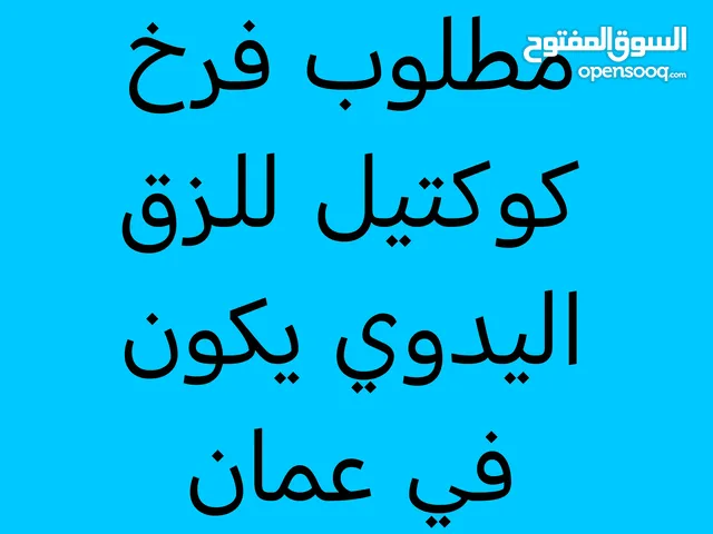 مطلوب فرخ كوكتيل لاتينو للزق اليدوي بسعر طري
