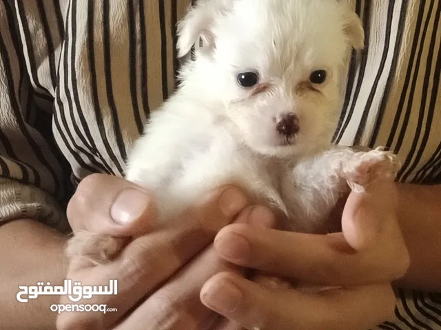 جرو بمورينين ميني حجم نادر جدا