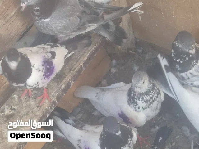 pakistani  pejion I  for sell per  piece 20 darham