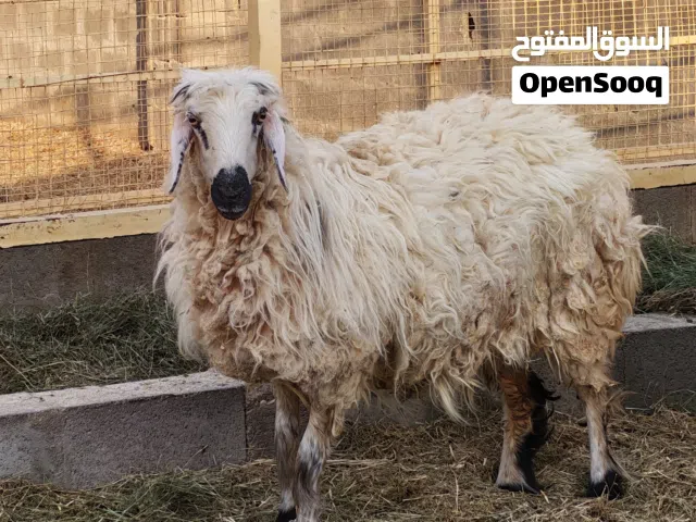جعد بالجملة للبيع