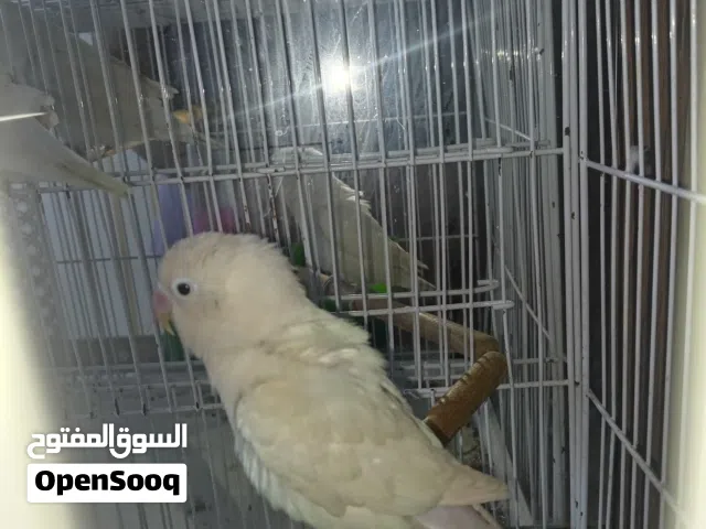 زوج غندوره عيونها حمر