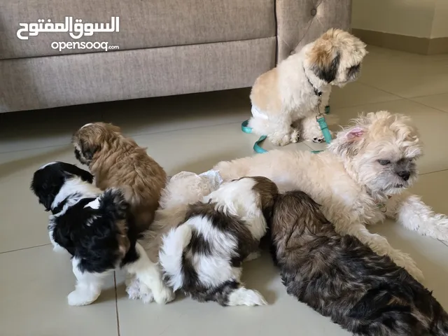 Shih tzu Puppies