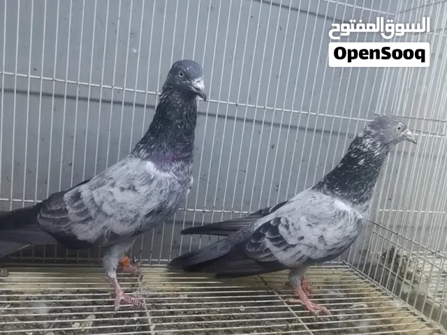 سهراناات ازوج