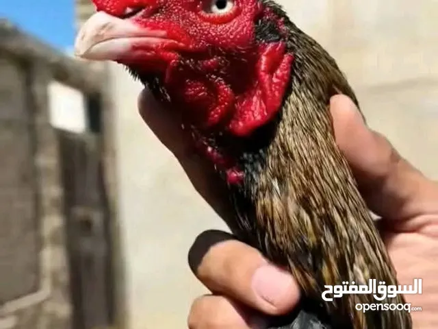 مطلوب كتاكيت او ديك نفس المستوي