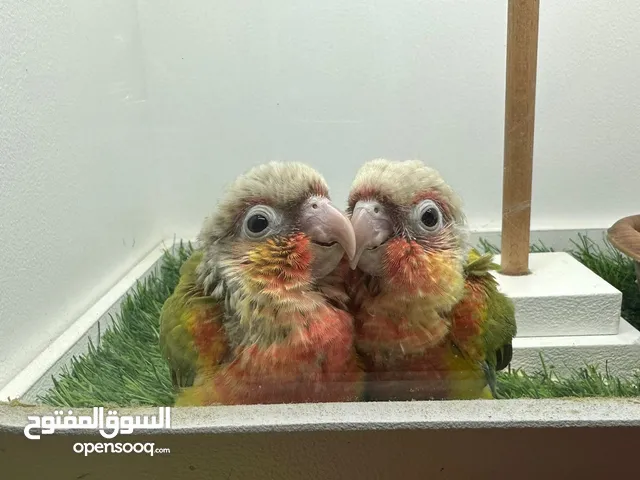 فروخ كنيور عس