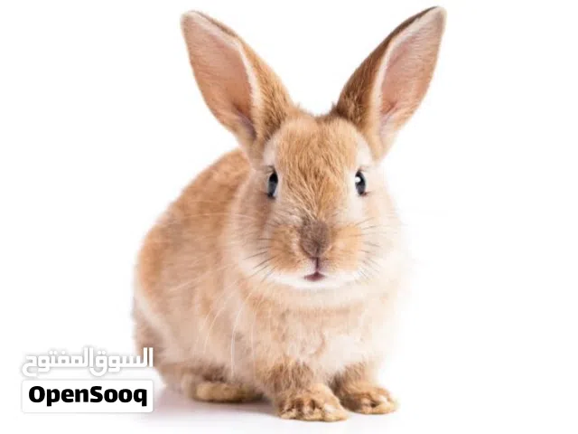 مطلوب ارنب نثيه كبيرة