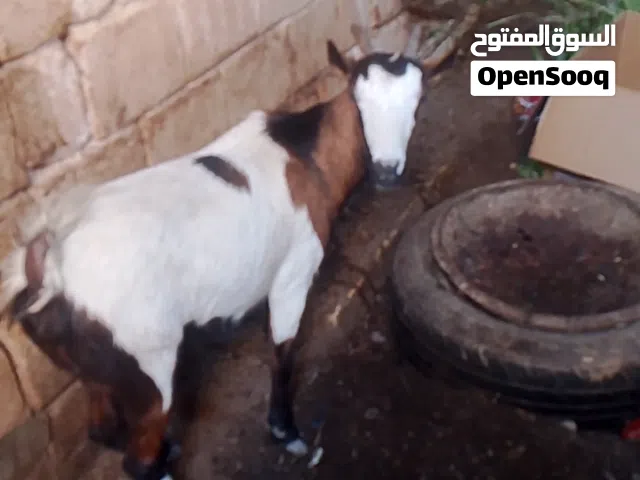 صخول اللبيع قطريات وحده وراها فحل وثنين مضاريع