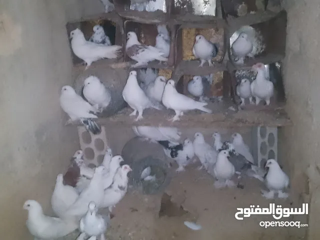حمام هزاز وا اجنبي الجوز علا 4.50
