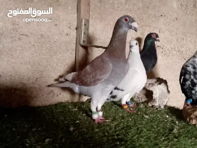طيور كش وانواع للبيع