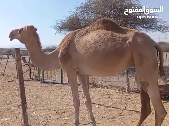 ناقه باطنيه مدني