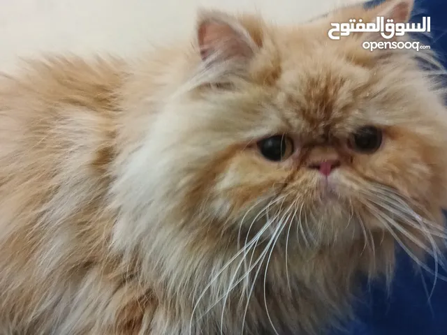 قطه انثى نوع بيرشن للبيع ب 30 دينار