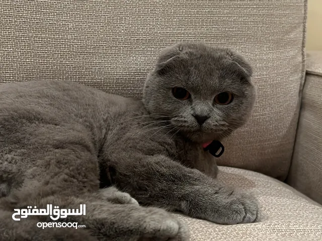 Scottish fold cat سكوتش فولد قطه