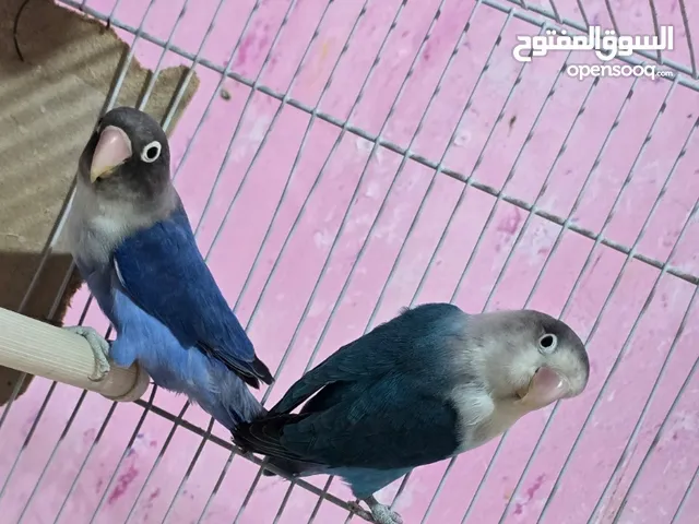 غندورة اقرة التفاصيل