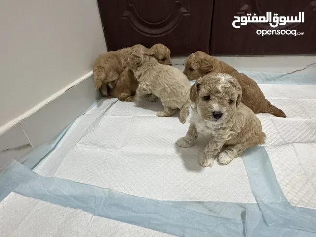 كلاب بودل بجودة عالية عمرها شهر الان  بعد الفطام ومتاح الحجز ذكر و 2 انثى في الامارات