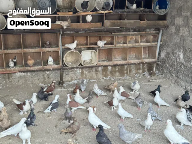 للبيع حمام زينه
