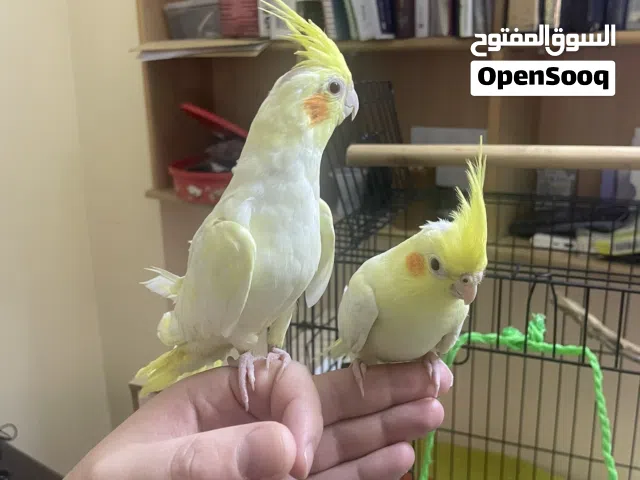 طيور كوكتيل عمرهم 4 شهور اليفات