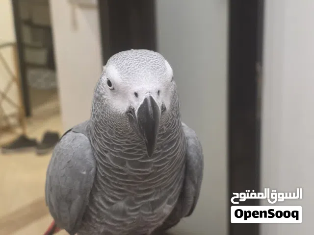 كاسكو العمر سنة و نصف تقريبا متكلم بطلاقة