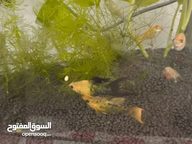 اسماك زينة للبيع