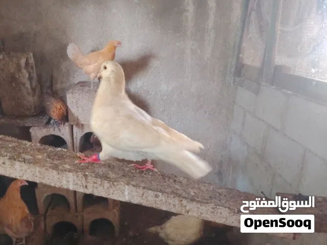 فحل حمام فرنسي جامبو نخبفحل حمام فرنسي جامبو نخب