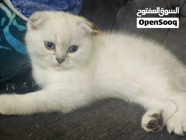 قطط سكوتش فولد وسكوتش استريت العمر 3 أشهر إناث وذكور سوبر كيوت