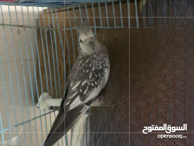 البيع كوكتيل انثه