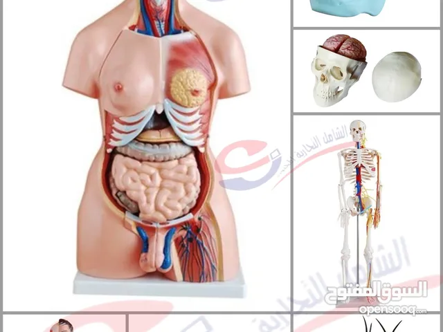 مجسمات ودميات تعليمية جامعات