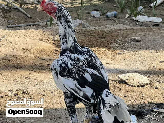 للبيع طيّر باكستاني بوليا اموره طيبه توصل على واتساب