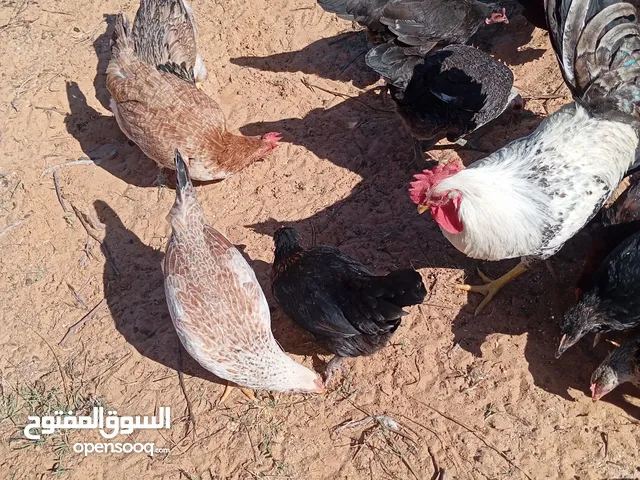 دجاج عربي للبيع