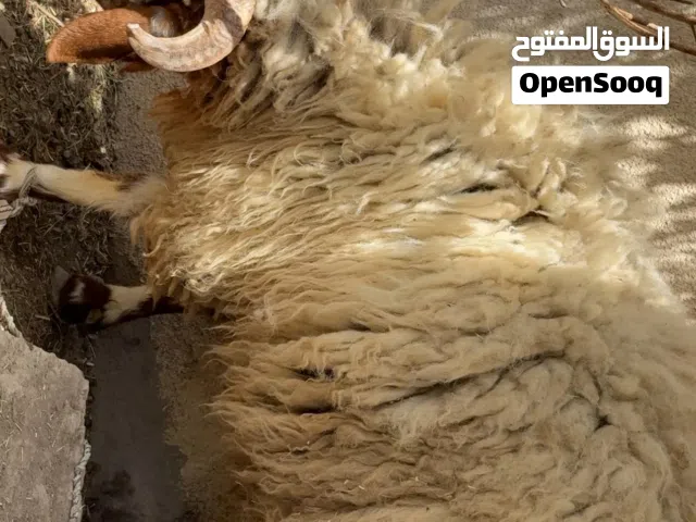 خروف للبيع
