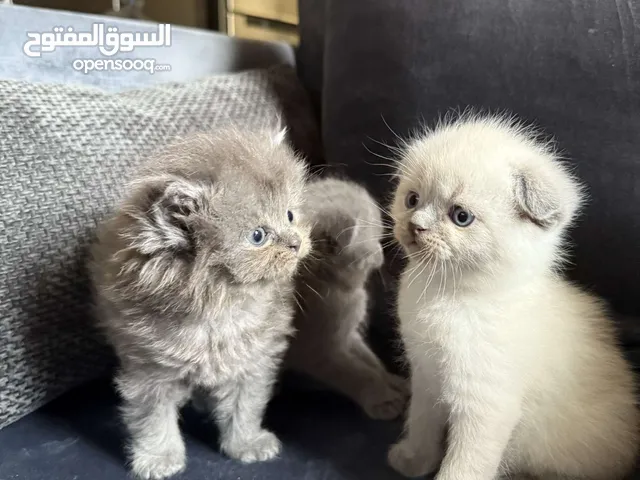 Scottish fold & British Kittens