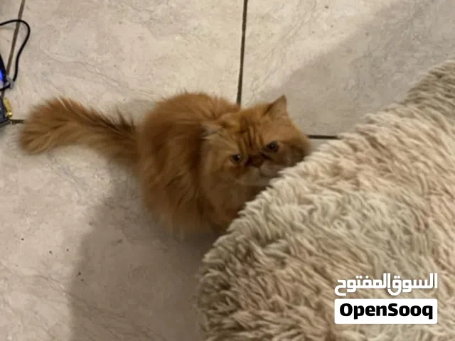 قط ذكر نوع بيرسن العمر ثلاث سنوات للبيع بثمن مناسب جدا