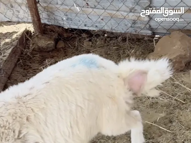 رخله حري نظيفه للبيع