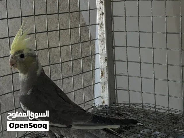 كوكتيل باستيل فيس بايد ذكر