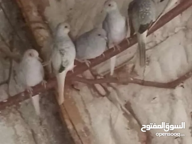 حمام ماسي مخاليف صحه ونضافه الجوز 20 دينار من اجود الحمام يسهل الترباي واكله خفيف جدا وغير مكلف