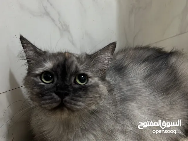 إعلان قطة جميلة ولطيفة