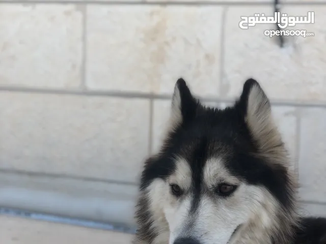 هاسكي مالمونت اليف جدا