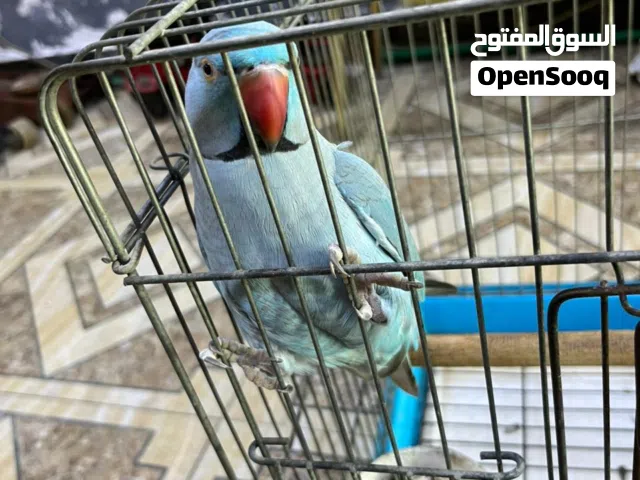 درة هندي للبيع
