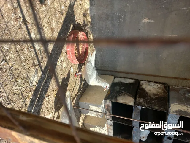 جوزين حمام فرنسي لاحم غزيز الإنتاج شغالات تبارك الرحمن مكفولات