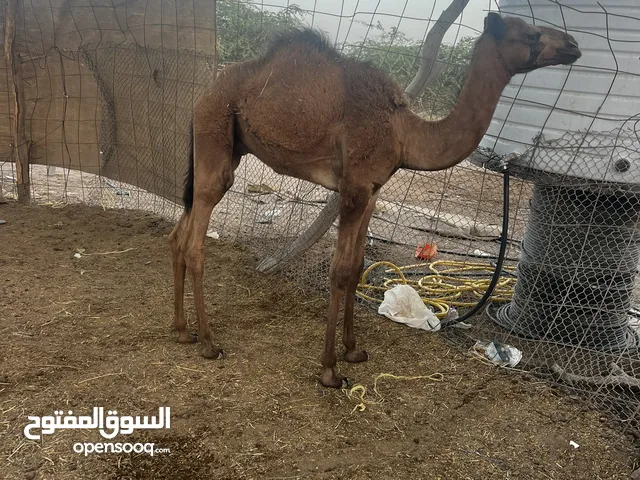 حوار للبيع