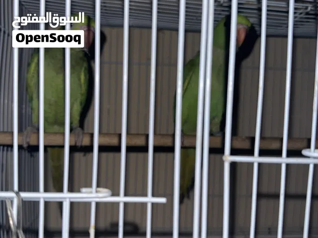 بغبغاء الدرة للبيع