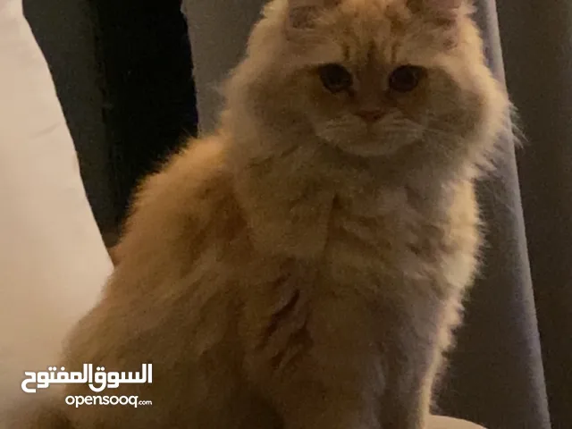 قطه للتبني