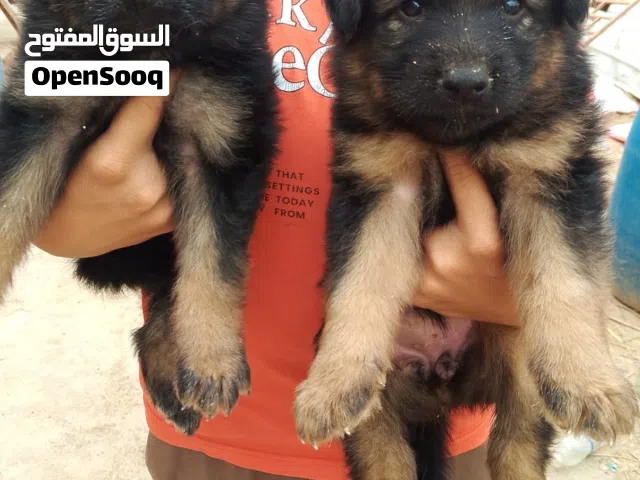 جراء جيرمن شيبرد